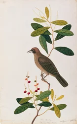 Bua Sambey, Boorong Baroo Baroo, uit Tekeningen van Vogels uit Malakka, c.1805-18